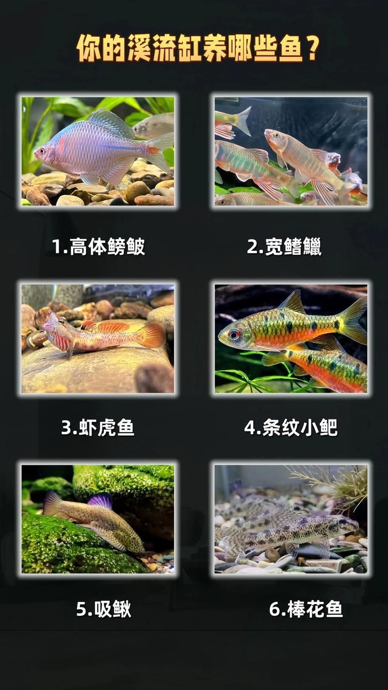 家庭魚缸養魚品種圖片,魚缸熱門觀賞魚品種精選及高清圖片 龍魚論壇 第3張 家庭魚缸養魚品種圖片,魚缸熱門觀賞魚品種精選及高清圖片 家庭魚缸養魚品種圖片,魚缸熱門觀賞魚品種精選及高清圖片 龍魚論壇 第3張