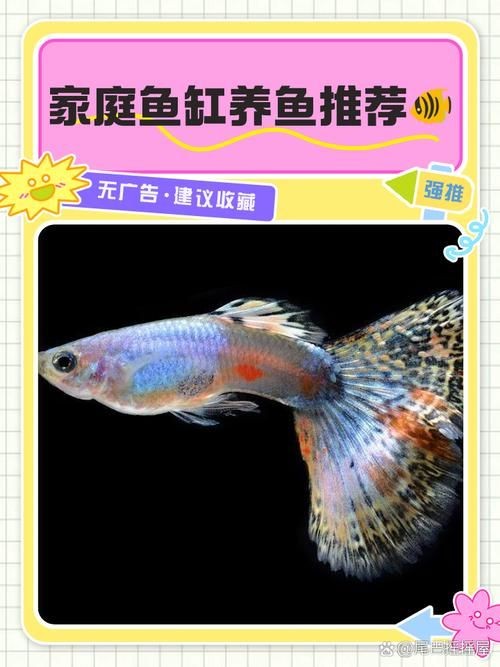 家庭魚缸養魚品種圖片,魚缸熱門觀賞魚品種精選及高清圖片 龍魚論壇 第17張 家庭魚缸養魚品種圖片,魚缸熱門觀賞魚品種精選及高清圖片 家庭魚缸養魚品種圖片,魚缸熱門觀賞魚品種精選及高清圖片 龍魚論壇 第17張
