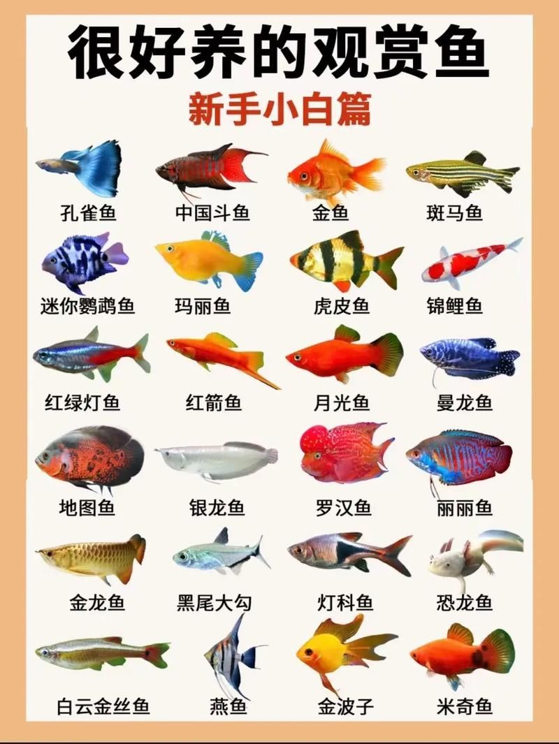 家庭魚缸養魚品種圖片,魚缸熱門觀賞魚品種精選及高清圖片 龍魚論壇 第6張 家庭魚缸養魚品種圖片,魚缸熱門觀賞魚品種精選及高清圖片 家庭魚缸養魚品種圖片,魚缸熱門觀賞魚品種精選及高清圖片 龍魚論壇 第6張