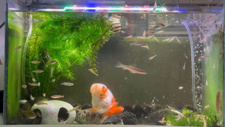家庭魚缸養魚品種圖片,魚缸熱門觀賞魚品種精選及高清圖片 龍魚論壇 第23張 家庭魚缸養魚品種圖片,魚缸熱門觀賞魚品種精選及高清圖片 家庭魚缸養魚品種圖片,魚缸熱門觀賞魚品種精選及高清圖片 龍魚論壇 第23張