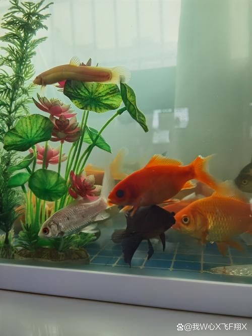 家庭魚缸養魚品種圖片,魚缸熱門觀賞魚品種精選及高清圖片 龍魚論壇 第10張 家庭魚缸養魚品種圖片,魚缸熱門觀賞魚品種精選及高清圖片 家庭魚缸養魚品種圖片,魚缸熱門觀賞魚品種精選及高清圖片 龍魚論壇 第10張