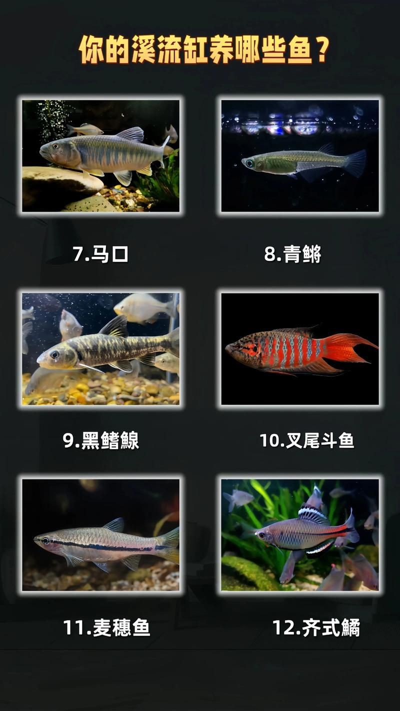 家庭魚缸養魚品種圖片,魚缸熱門觀賞魚品種精選及高清圖片 龍魚論壇 第7張 家庭魚缸養魚品種圖片,魚缸熱門觀賞魚品種精選及高清圖片 家庭魚缸養魚品種圖片,魚缸熱門觀賞魚品種精選及高清圖片 龍魚論壇 第7張