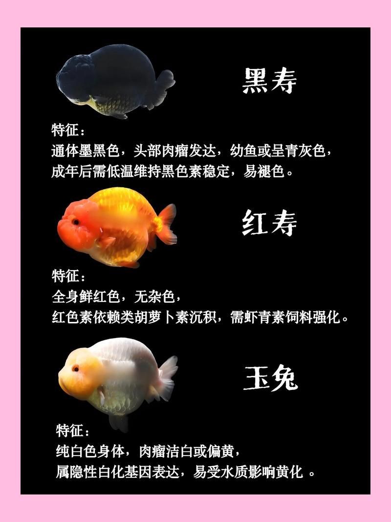 家庭魚缸養魚品種圖片,魚缸熱門觀賞魚品種精選及高清圖片 龍魚論壇 第11張 家庭魚缸養魚品種圖片,魚缸熱門觀賞魚品種精選及高清圖片 家庭魚缸養魚品種圖片,魚缸熱門觀賞魚品種精選及高清圖片 龍魚論壇 第11張