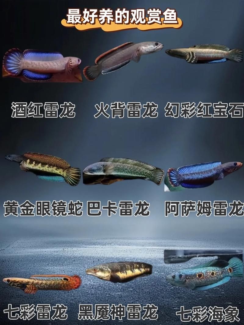 家庭魚缸養魚品種圖片,魚缸熱門觀賞魚品種精選及高清圖片 龍魚論壇 第9張 家庭魚缸養魚品種圖片,魚缸熱門觀賞魚品種精選及高清圖片 家庭魚缸養魚品種圖片,魚缸熱門觀賞魚品種精選及高清圖片 龍魚論壇 第9張