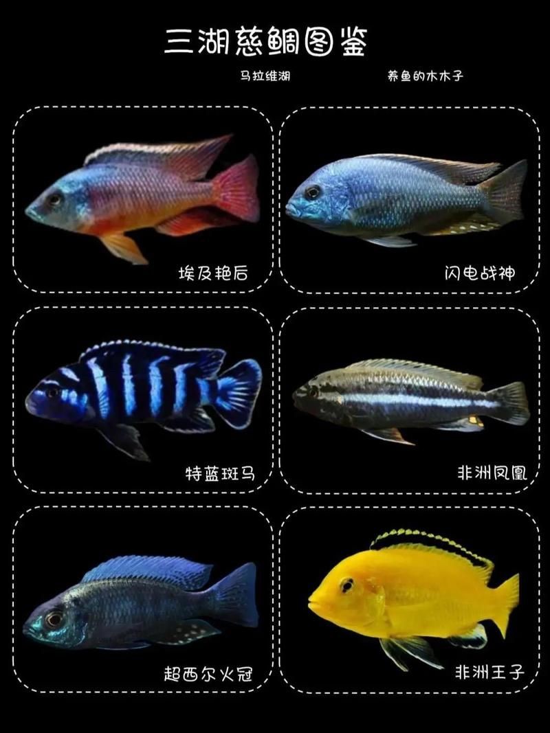 家庭魚缸養魚品種圖片,魚缸熱門觀賞魚品種精選及高清圖片 龍魚論壇 第5張 家庭魚缸養魚品種圖片,魚缸熱門觀賞魚品種精選及高清圖片 家庭魚缸養魚品種圖片,魚缸熱門觀賞魚品種精選及高清圖片 龍魚論壇 第5張