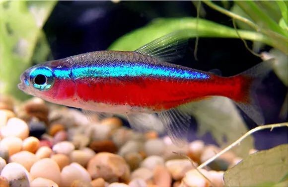 家庭魚缸養魚品種圖片,魚缸熱門觀賞魚品種精選及高清圖片 龍魚論壇 第30張 家庭魚缸養魚品種圖片,魚缸熱門觀賞魚品種精選及高清圖片 家庭魚缸養魚品種圖片,魚缸熱門觀賞魚品種精選及高清圖片 龍魚論壇 第30張
