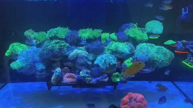 海水細菌感染怎么治療，細菌感染的有效治療方法有哪些？ 海水細菌感染怎么治療，細菌感染的有效治療方法有哪些？ 龍魚百科 第17張