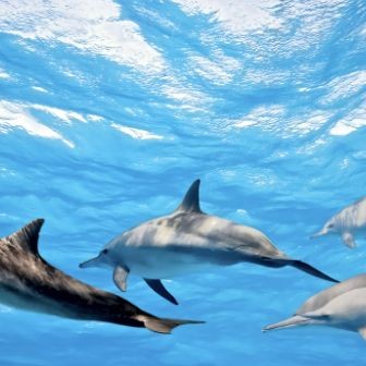 海洋里的哺乳動物有哪些,海洋哺乳動物,海豚、鯨魚與 龍魚論壇 第10張 海洋里的哺乳動物有哪些,海洋哺乳動物,海豚、鯨魚與 海洋里的哺乳動物有哪些,海洋哺乳動物,海豚、鯨魚與 龍魚論壇 第10張