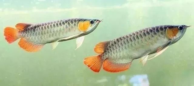 怎樣判斷魚得了內(nèi)寄還是腸炎，內(nèi)寄與腸炎癥狀