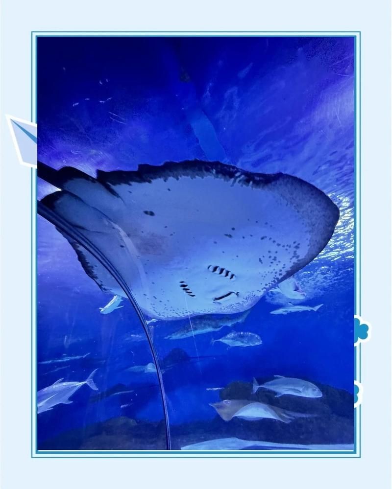 海洋公園里有什么水族館，公園熱門水族館