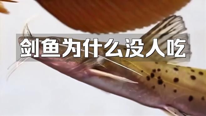 劍魚盡量少吃的原因，魚食用風險解析，為何建議少吃？