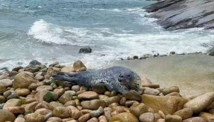 海洋動物名稱大全500，幾種不同風格的下拉詞標題供你參考，，海洋動物名稱大全500，探索神秘海底世界，海洋動物名稱大全500，解鎖多樣海洋生物奧秘，海洋動物名稱大全500，暢