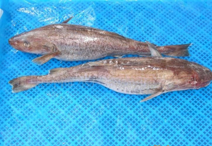 各種血魚圖片,各類血魚高清圖片 龍魚論壇 第12張 各種血魚圖片,各類血魚高清圖片 各種血魚圖片,各類血魚高清圖片 龍魚論壇 第12張