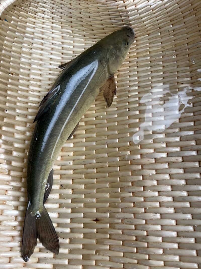 各種血魚圖片,各類血魚高清圖片 龍魚論壇 第1張 各種血魚圖片,各類血魚高清圖片 各種血魚圖片,各類血魚高清圖片 龍魚論壇 第1張