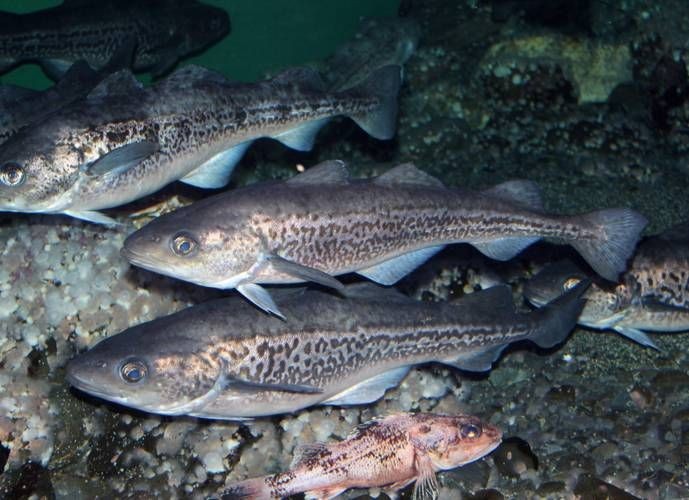 各種血魚圖片,各類血魚高清圖片 龍魚論壇 第7張 各種血魚圖片,各類血魚高清圖片 各種血魚圖片,各類血魚高清圖片 龍魚論壇 第7張