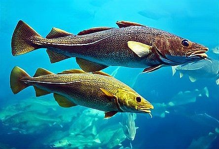 各種血魚圖片,各類血魚高清圖片 龍魚論壇 第31張 各種血魚圖片,各類血魚高清圖片 各種血魚圖片,各類血魚高清圖片 龍魚論壇 第31張