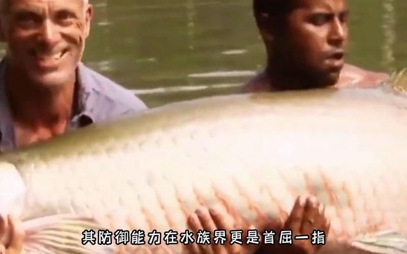 巨骨舌魚兇猛嗎，骨舌魚的兇猛程度究竟如何？