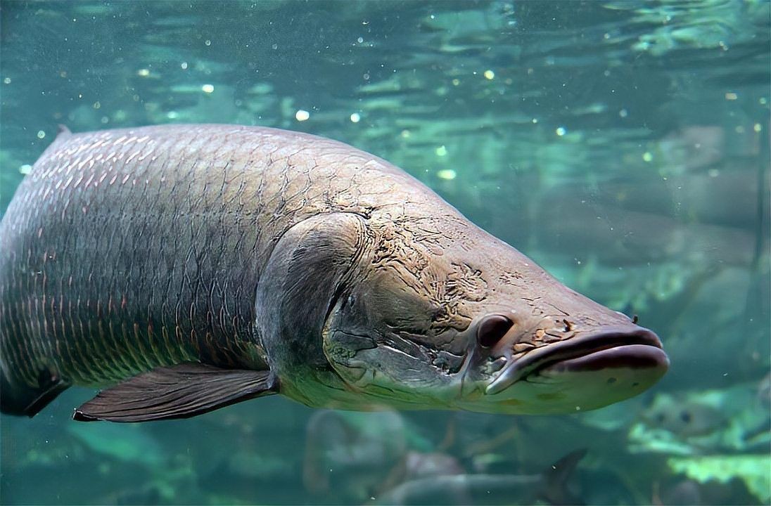 巨骨舌魚兇猛嗎，骨舌魚的兇猛程度究竟如何？