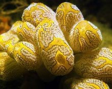 海和尚是什么魚，和尚是哪種魚？ 海和尚是什么魚，和尚是哪種魚？ 龍魚論壇 第16張