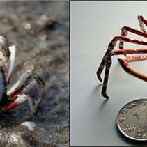 海和尚是什么魚，和尚是哪種魚？ 海和尚是什么魚，和尚是哪種魚？ 龍魚論壇 第2張