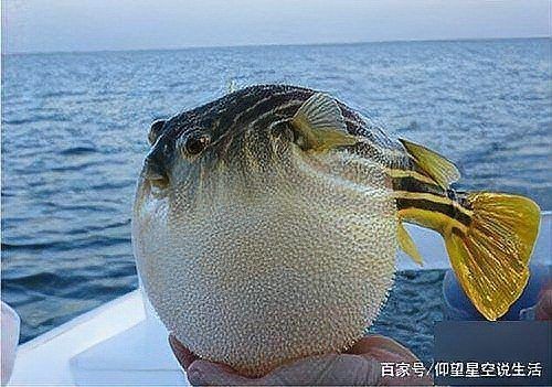 海里的河豚為什么不叫海豚，的河豚與海豚有何本質區別？