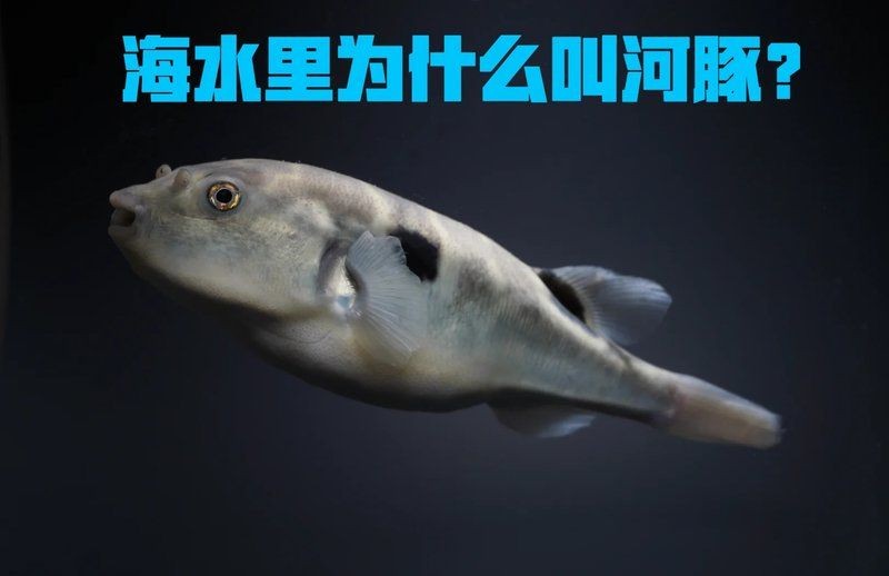 海里的河豚為什么不叫海豚，的河豚與海豚有何本質區別？