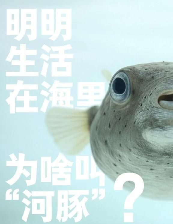 海里的河豚為什么不叫海豚，的河豚與海豚有何本質區別？