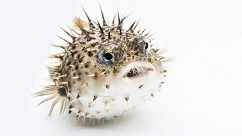 河豚魚(yú)的營(yíng)養(yǎng)價(jià)值及功效，豚魚(yú)的食用禁忌