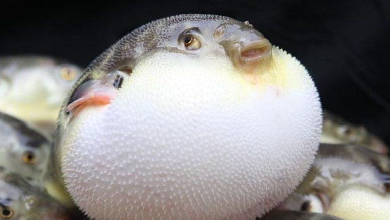 河豚魚(yú)的營(yíng)養(yǎng)價(jià)值及功效，豚魚(yú)的食用禁忌