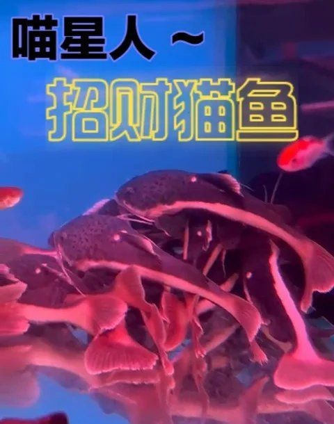 招財貓魚能長多大，財貓魚最大能長到多少厘米