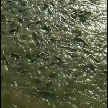 今天2一3斤草魚價格,草魚(2-3斤)市場 龍魚百科 第2張 今天2一3斤草魚價格,草魚(2-3斤)市場 今天2一3斤草魚價格,草魚(2-3斤)市場 龍魚百科 第2張