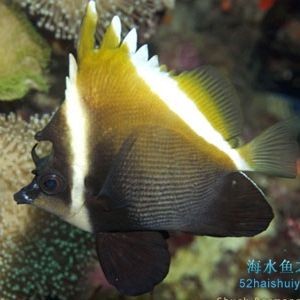 關刀魚品種大全，刀魚熱門品種精選 關刀魚品種大全，刀魚熱門品種精選 全國水族館企業名錄 第8張