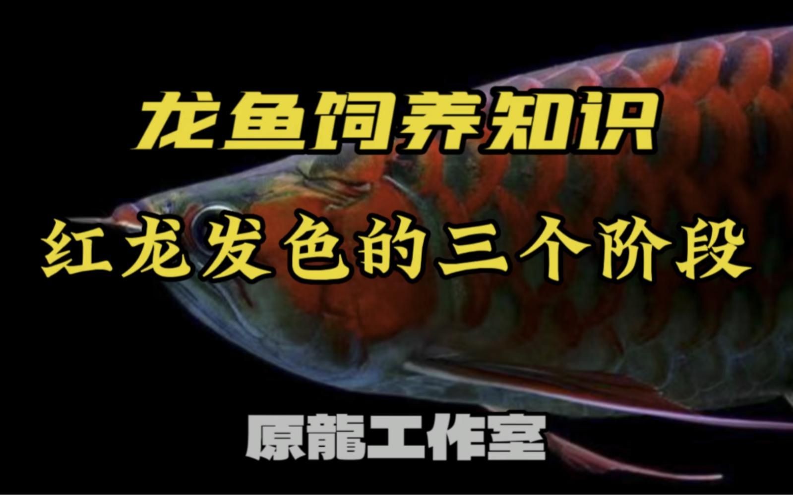 紅龍魚發色早的好還是晚的好，龍魚發色早晚