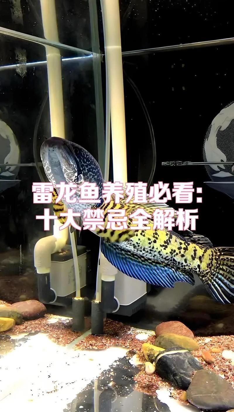 養雷龍魚10大忌，龍魚飼養禁忌，不可不知的1