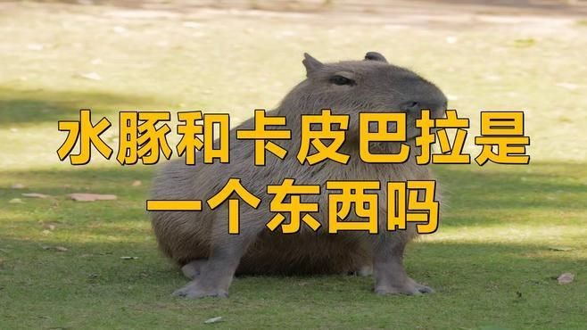 卡皮巴拉和水豚的區別在哪，皮巴拉VS水豚，二者究竟有何