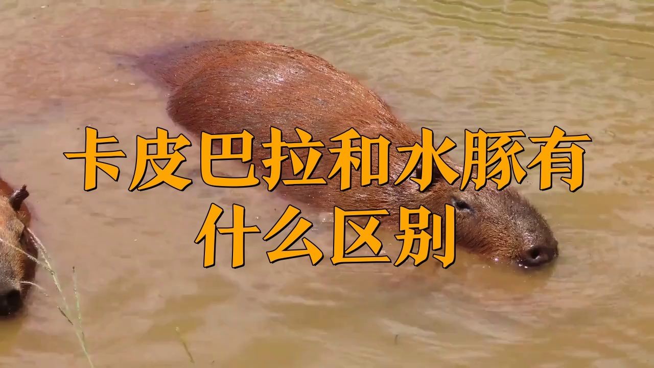 卡皮巴拉和水豚的區別在哪，皮巴拉VS水豚，二者究竟有何