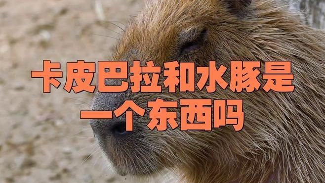 卡皮巴拉和水豚的區別在哪，皮巴拉VS水豚，二者究竟有何