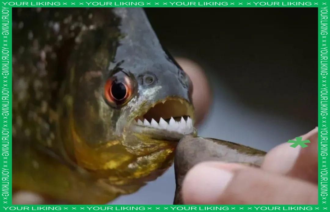 巨骨舌魚和森蚺誰厲害，骨舌魚VS森蚺，究竟誰更勝一籌？