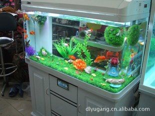 大連魚缸店，專業魚缸定制與銷售