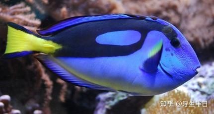 和尚吊海魚為何不建議養，吊海魚飼養風險解析，為何專家