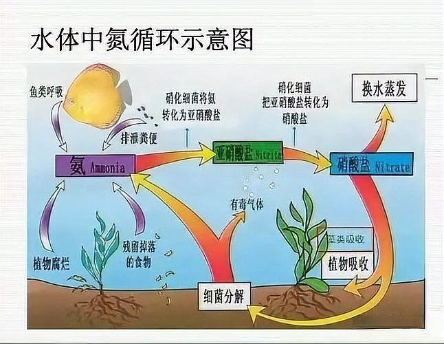 和尚魚(yú)觀賞魚(yú)怎么養(yǎng)，魚(yú)觀賞魚(yú)飼養(yǎng)技巧