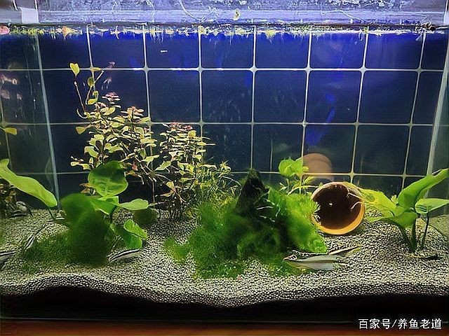 和尚魚(yú)觀賞魚(yú)怎么養(yǎng)，魚(yú)觀賞魚(yú)飼養(yǎng)技巧