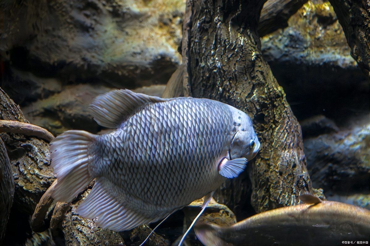 和尚魚(yú)觀賞魚(yú)怎么養(yǎng)，魚(yú)觀賞魚(yú)飼養(yǎng)技巧