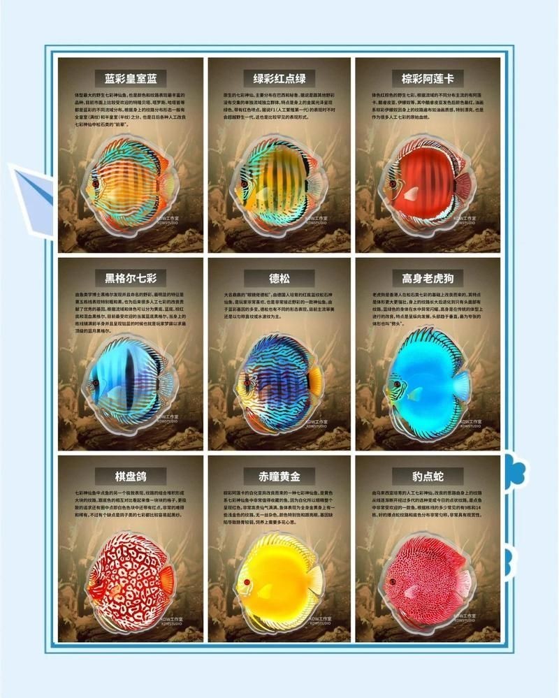 精品七彩品種圖解，是一個下拉詞標題，，精品七彩品種詳細