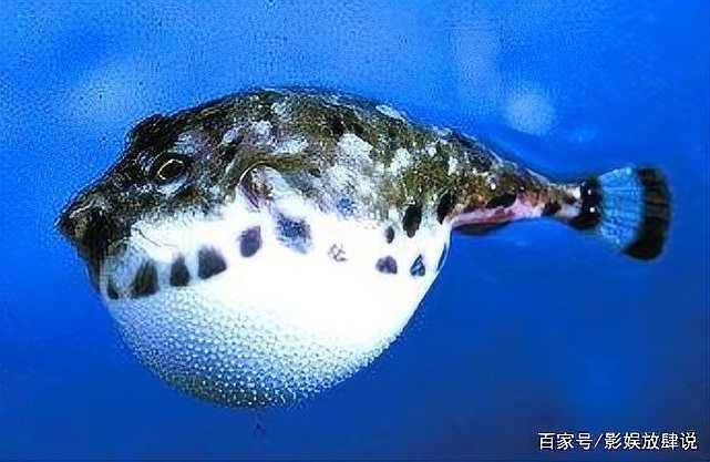 河豚vs食人魚，豚與食人魚，水中霸主的