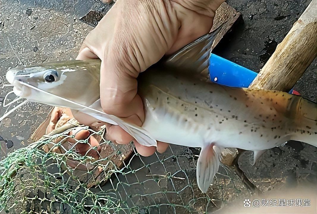 劍魚為什么沒人吃，魚無人食用之謎解析
