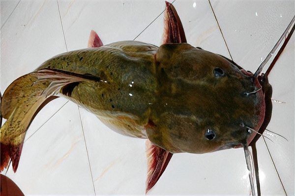 劍魚為什么沒人吃，魚無人食用之謎解析