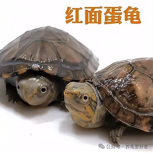 巨頭蛋龜和虎紋蛋龜哪個(gè)更好，幾種不同風(fēng)格的下拉詞標(biāo)題供你參考，你可以根據(jù)實(shí)際需求進(jìn)行選擇，，科普向，巨頭蛋龜與虎紋蛋龜優(yōu)劣深度剖析，飼養(yǎng)指南向，選養(yǎng)必看！巨頭蛋龜還是虎紋蛋龜更優(yōu)？，對(duì)比決策向，糾結(jié)抉擇，巨頭蛋龜VS虎