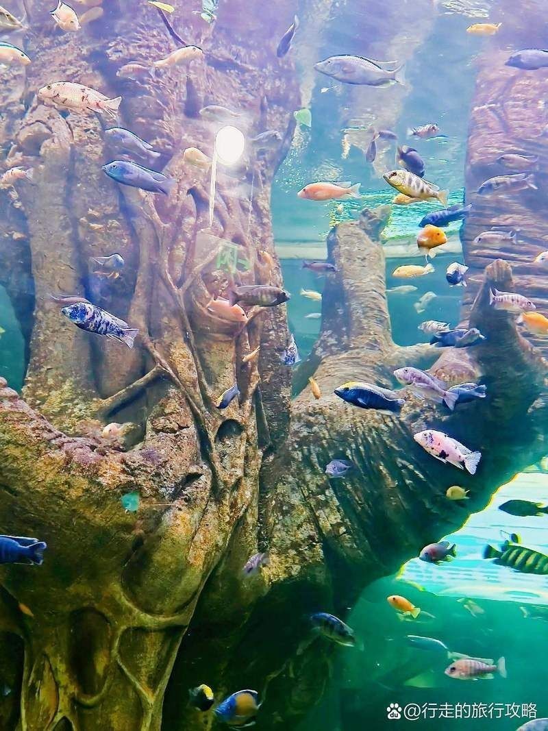 南陽水族館，水族館熱門展區 南陽水族館，水族館熱門展區 全國水族館企業名錄 第1張