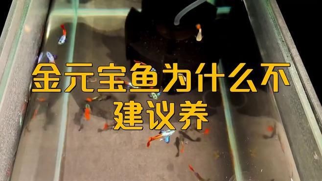 家里養元寶魚好嗎，養元寶魚的利弊